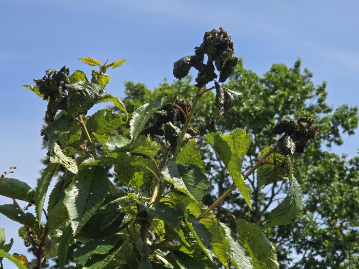 Prydnadskörsbärsträd med blad täckta av små svarta insekter, liknande knott, under klarblå himmel.