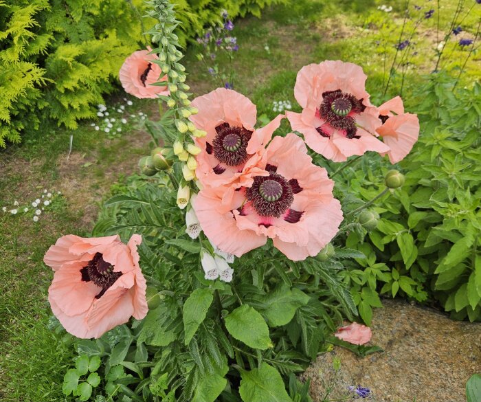 Rosa vallmoblommor i en grönskande trädgård med blommor i full blom omgivna av frodigt grönt lövverk.