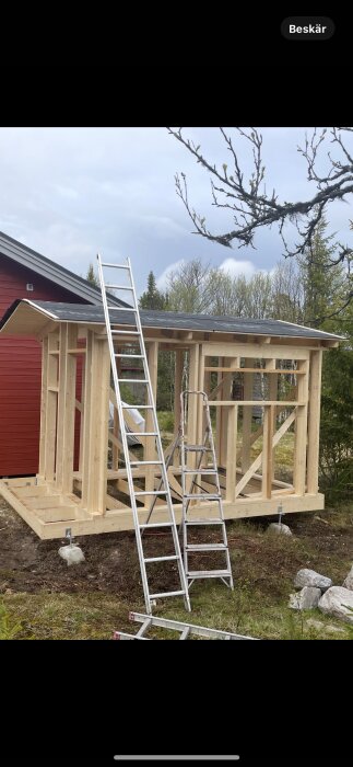Bygge av bastu med trästomme och takpapp, två stegar lutade mot konstruktionen, belägen vid rött hus och omgiven av träd och natur.