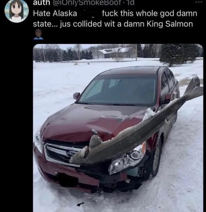 Röd bil med stor kungslax genom motorhuven på en snötäckt väg. Förardörren är öppen, och fisken sträcker sig horisontellt över bilen.