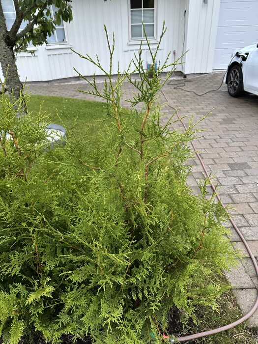 En grön buske med flera toppskott framför ett vitt hus och en uppfart med en bil.