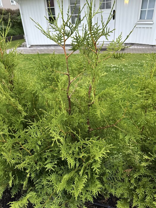 Gröna buskar framför ett vitt hus med två konkurrerande toppar synliga, diskuteras ifall en ska beskäras.