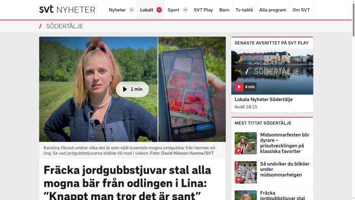 En kvinna står på en jordgubbsodling, och en mobil visar bild av plockade jordgubbar i korgar.