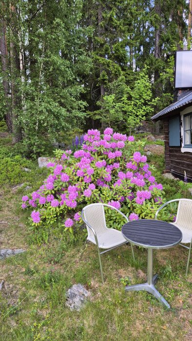 Trädgård med rosa rododendronbuske, två stolar och ett litet bord på en gräsplan, omgiven av skog och ett träskjul.