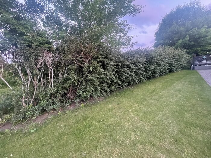 Oxbärshäck med en del döda grenar och ruttna stammar vid en gräsmatta, observerad för potentiell föryngring och ersättning av döda delar.