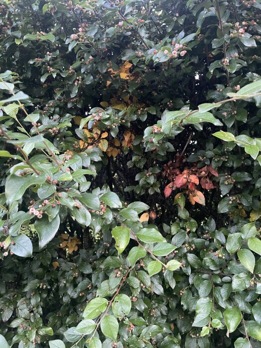 Närbild av en oxbärshäck med gröna och vissna röda blad, samt små bär. Några sektioner av häcken visar tecken på torka eller skada.