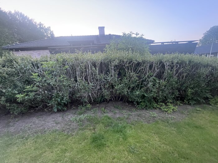 Häck vid hus med grön topp och synliga grenar nedtill, delvis gles och omgiven av ogräs. Huset har ett mörkt tak och ses i bakgrunden.