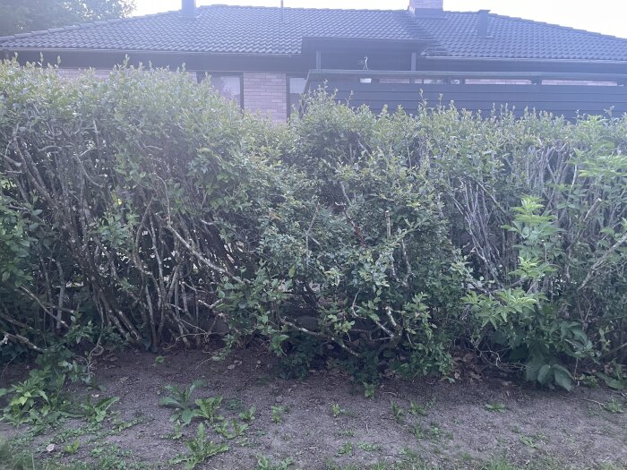 Oxbärshäck med blandad grönska och några döda grenar framför ett hus med tegelväggar och svart tak.