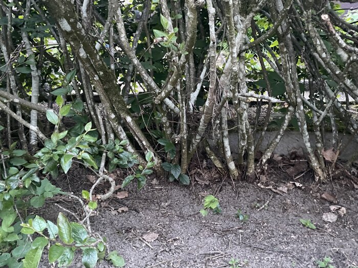 Närbild av oxbärshäck med grenar och gröna blad, vissna blad på marken och en del döda stammar synliga i häcken.