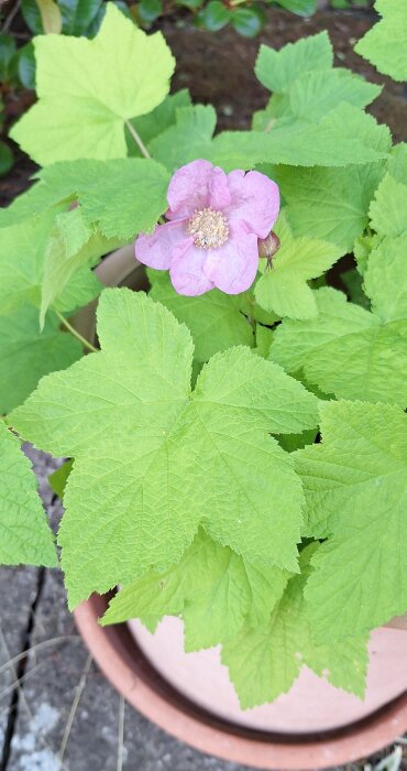 Rosa polkagrisros blommar bland gröna blad i en kruka.