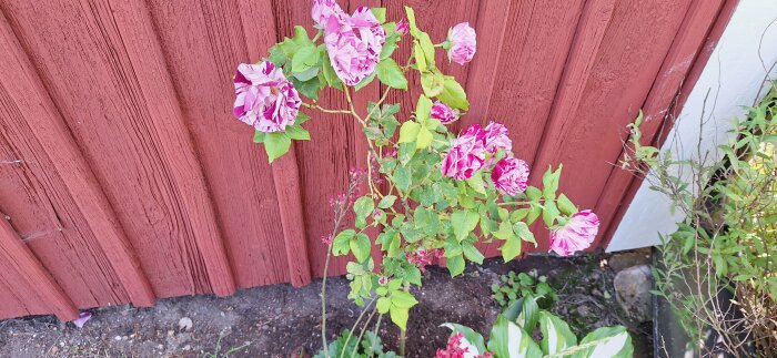 Polkagrisrosen blommar mot en röd trävägg, med gröna blad och marken synlig nedanför.