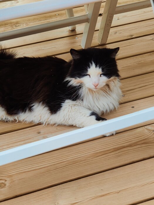 Svartvit katt vilar på en träaltan.
