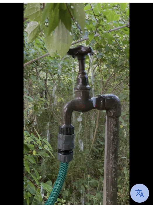 Utomhus vattenkran med kopplad grön slang, omgiven av grönska och lövverk.