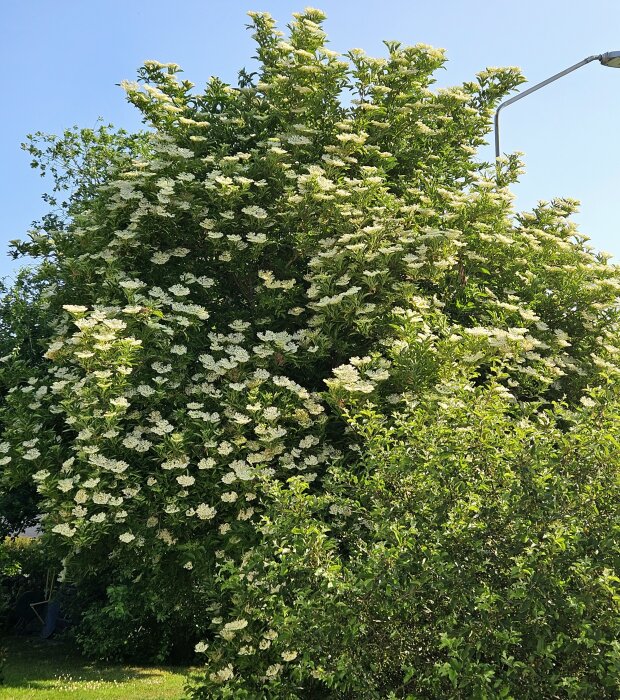 Buske med vita blommor under en klarblå himmel.