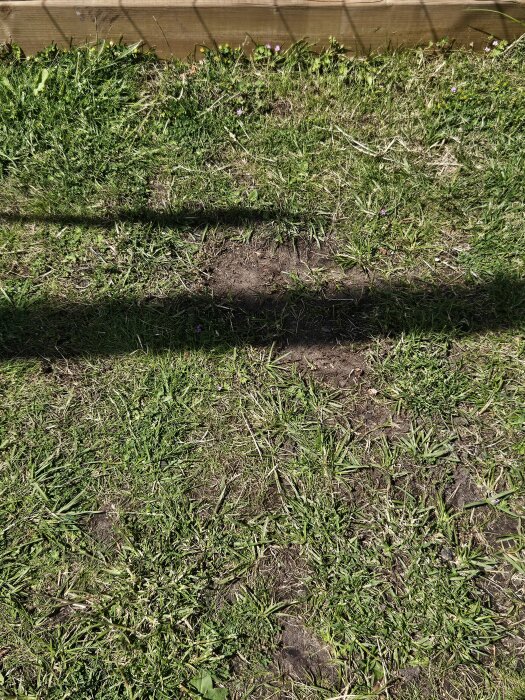 Slitspår i gräsmattan orsakad av robotgräsklippare, med gräs och jord synliga. Träplanka syns i bakgrunden.