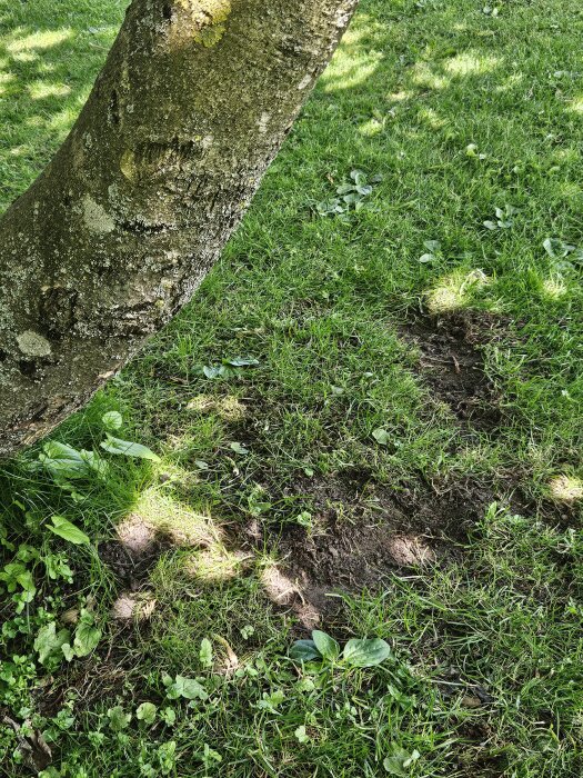 Trädstam med slitspår och bar jord i gräsmatta, orsakade av robotgräsklippare runt hindret.