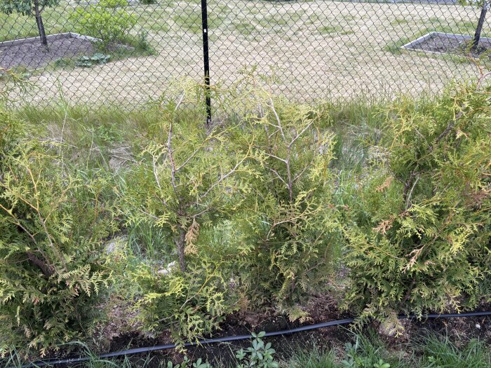 Thuja-plantor med långa, hängande toppar, en månad efter plantering, med droppslang i marken.