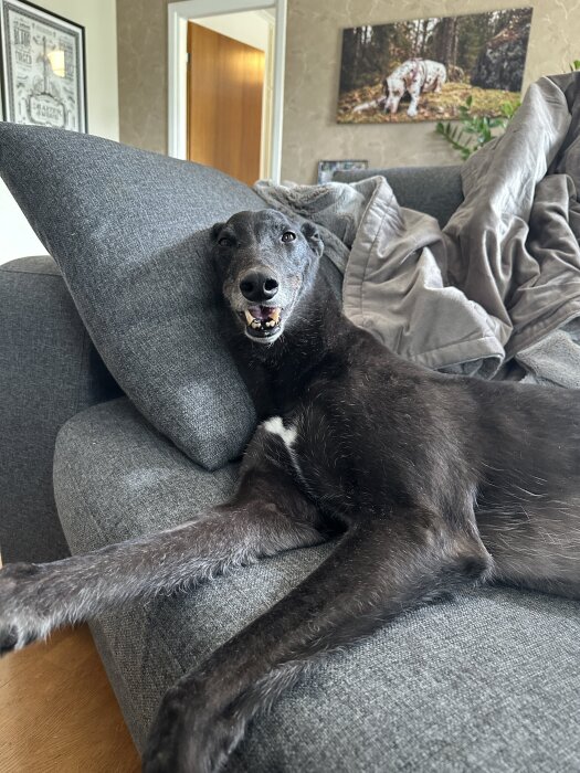 En glad hund ligger bekvämt i soffan med grå kuddar och filtar omkring sig.