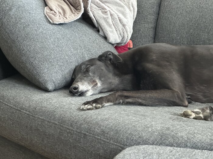 Hund sover bekvämt på en grå soffa med ett filt över armstödet.
