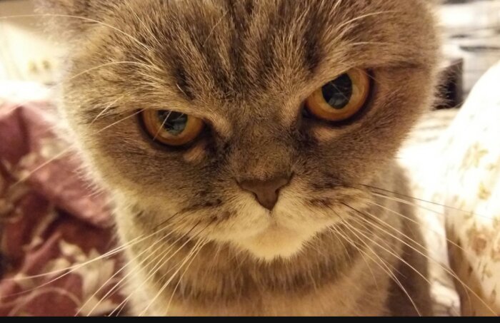 En grå katt med allvarligt uttryck och stora ögon.