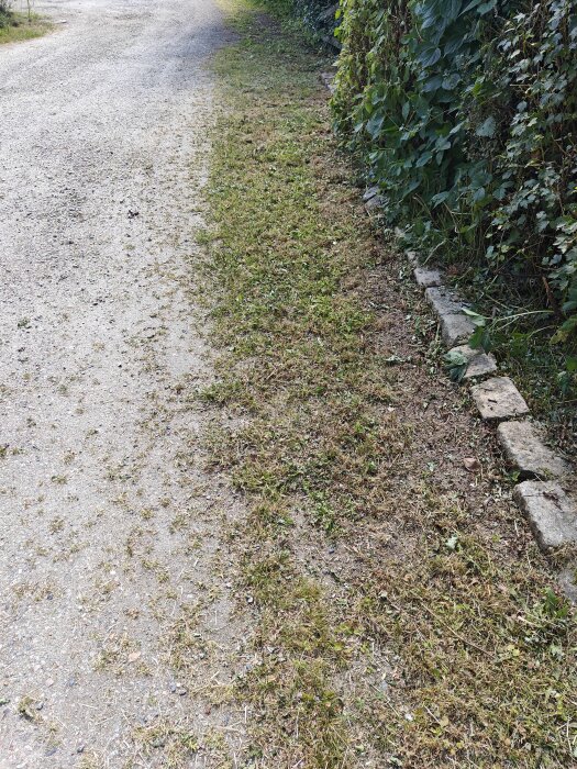 Överväxt uppfart med gräs som växer på och intill grusväg, kantad av en rad stenar och buskage.