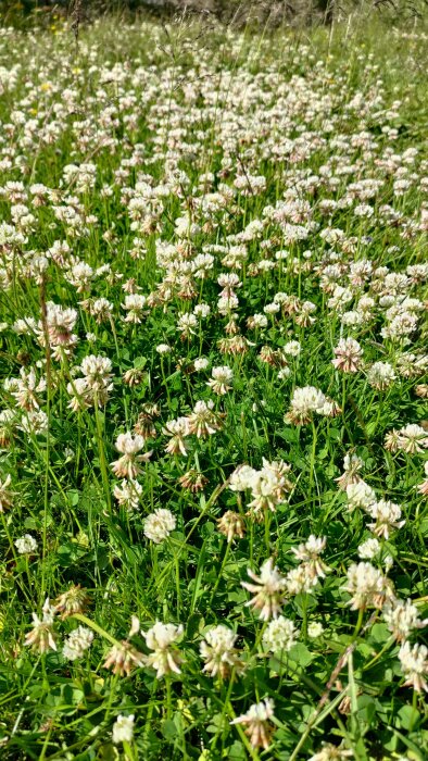 Grön gräsmatta med vitklöverblommor i full blom.