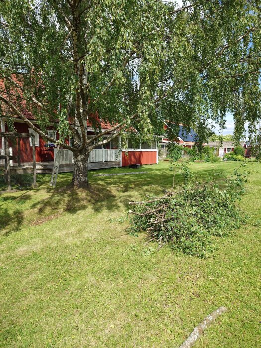 Björk på tomten med grenarna nyligen beskurna, grenhög på gräsmattan och röd stuga i bakgrunden.