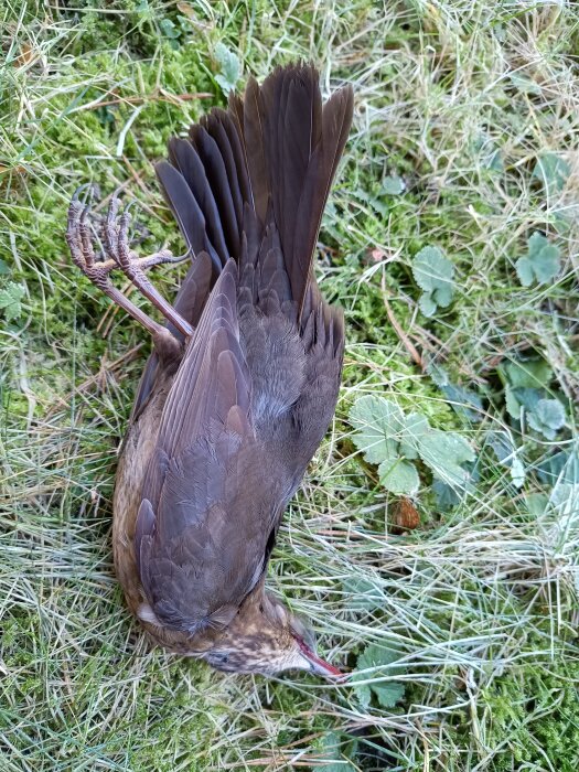 En död koltrast ligger på marken bland gräs och växter, med bruna fjädrar och stängda ögon.