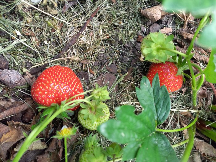 Mogna röda jordgubbar på en jordbädd omgivna av gröna blad och torkat gräs.
