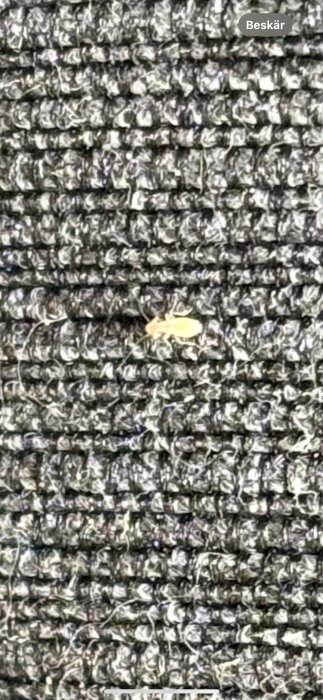 Gul insekt på grått fibersubstrat i kallförråd, oidentifierad fråga i forumtråd.