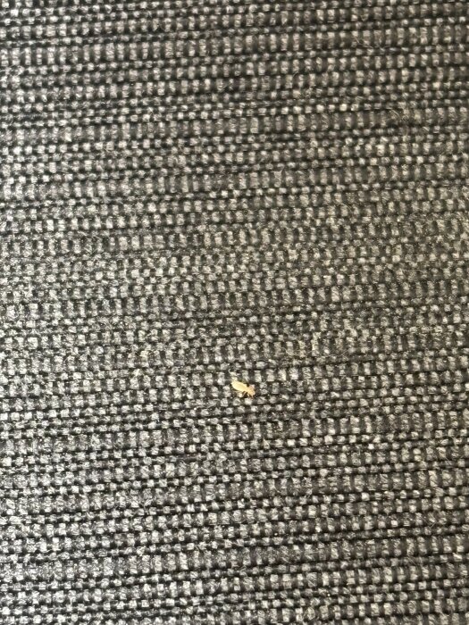 En liten insekt kryper på en mörk strukturerad yta i ett förråd.