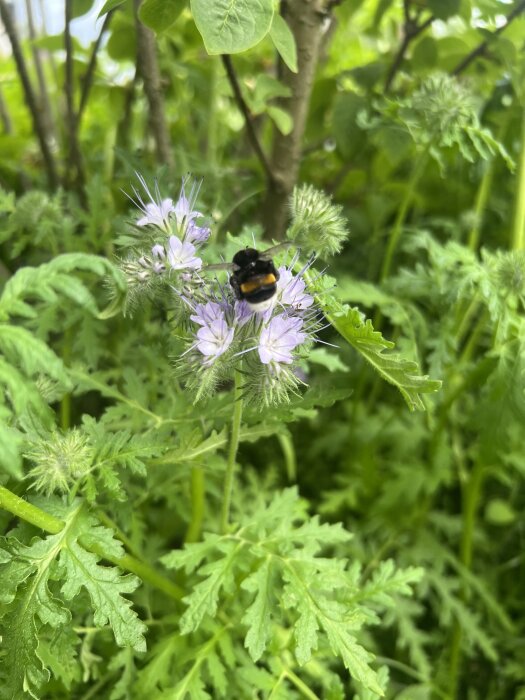 En humla på en lila blomma omgiven av gröna blad i trädgården.
