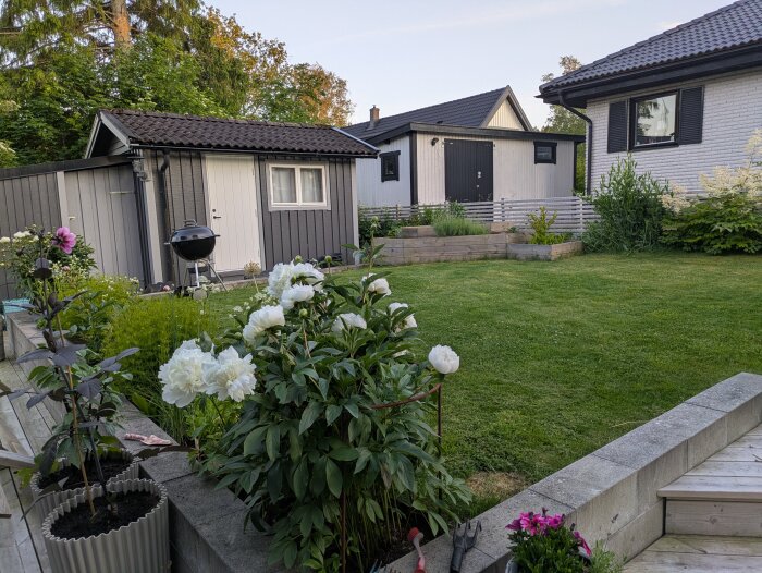 Trädgård med gräsmatta, blommor och växter, en grill på uteplatsen, samt två uthus med trätak.