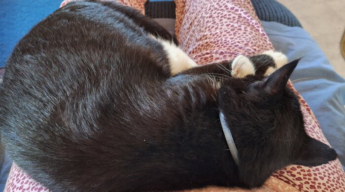 Svartvit katt som sover i någons knä, mot ett mönstrat tyg.
