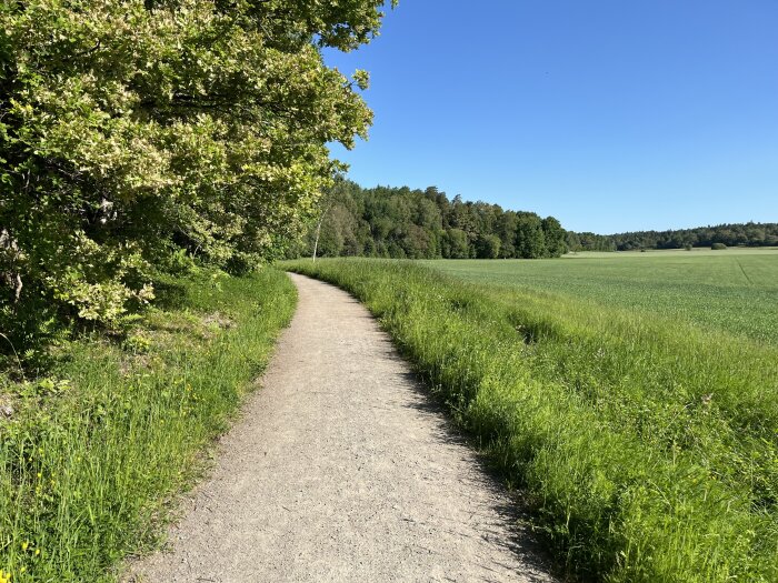 Grusstig som slingrar genom ett frodigt landskap med gröna fält och träd i solskenet under en klarblå himmel.