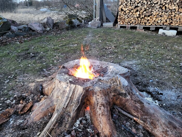 Brinnande granstubbe med eld i mitten, omgiven av gräs och en stapel ved i bakgrunden. Experimentellt sätt att förstöra stubben.