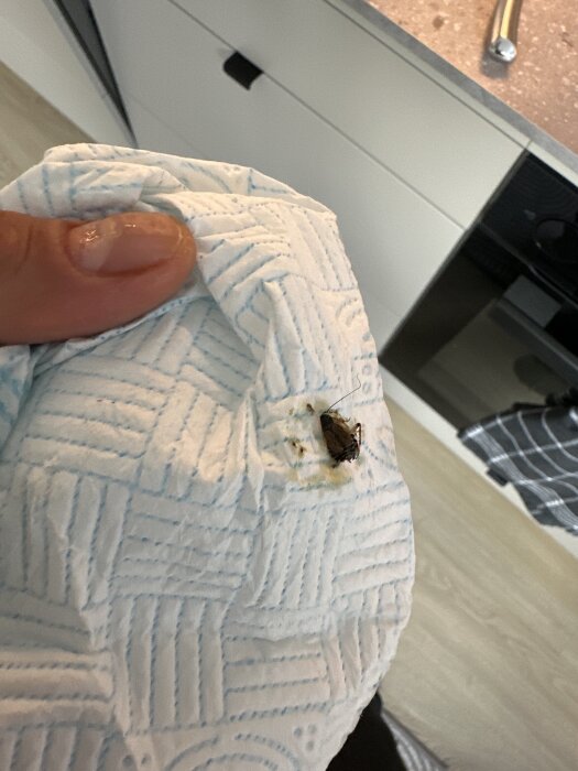 Närbild av en insekt på en bit hushållspapper, hålls upp av en hand i köksmiljö.