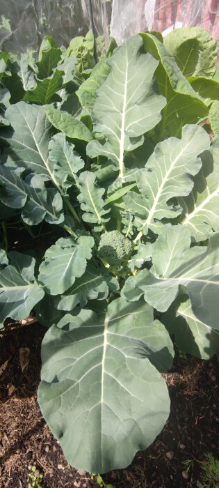 Broccoliplanta i trädgården med stora gröna blad, redo för sin första skörd.