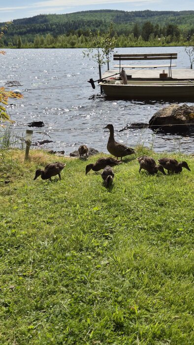 Ankor vid en sjö betar på gräsmattan nära en brygga med båt i bakgrunden.