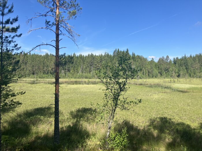 Tall och buske vid en solbelyst myr, med tät skog i bakgrunden och en klar blå himmel ovanför.