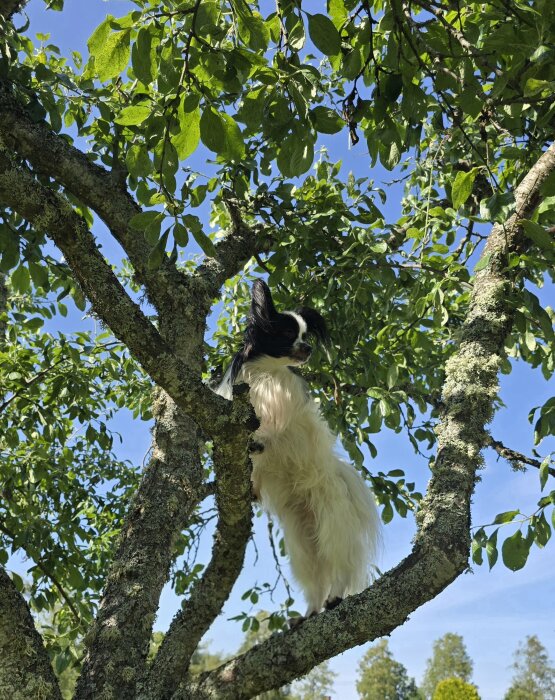 Hund i träd bland gröna löv och klarblå himmel i bakgrund.