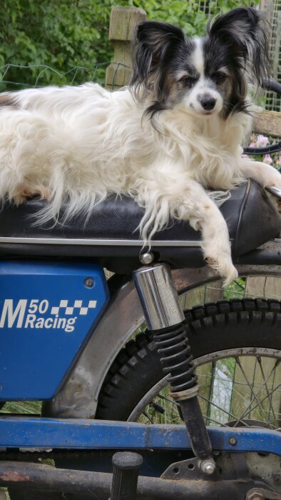 Liten hund ligger avslappnad på en blå moped, omgiven av grönska i bakgrunden.