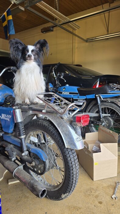 En hund sitter på en moped i ett garage, omgiven av verktyg och kartonger. En svensk flagga hänger i bakgrunden.