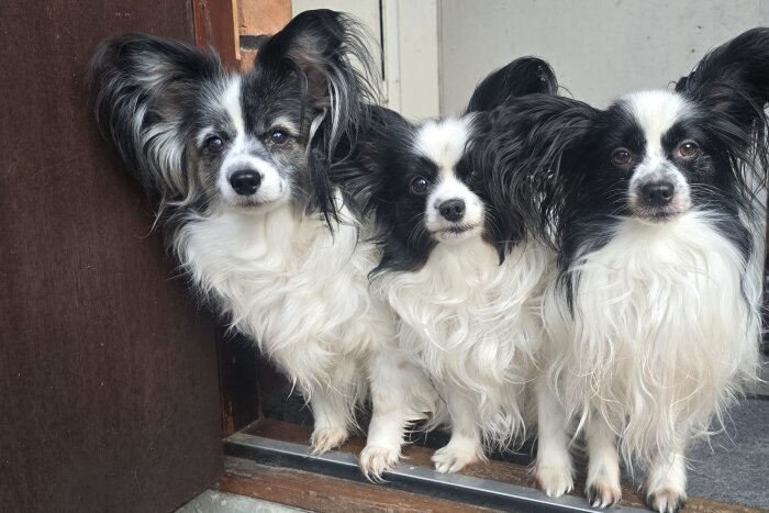 Tre små, långhåriga hundar med svarta och vita pälsar står vid en dörr, tittar mot kameran.