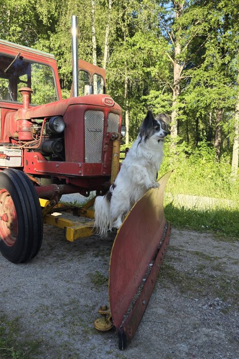 Hund står på snöplog framför röd Volvo-traktor omgiven av gröna träd.