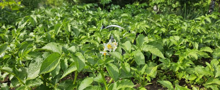 Potatisplantor med gröna blad och vita blommor i trädgårdsland, en del av ett större odlingsprojekt.