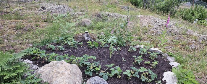 Jordgubbsland omgivet av natur. Jordgubbsplantor synliga, vissa i blom, med stenar runt planteringsområdet.