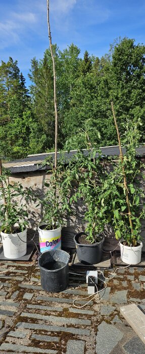 Växter i hinkar med automatbevattning på en solig uteplats, träd och blå himmel i bakgrunden.