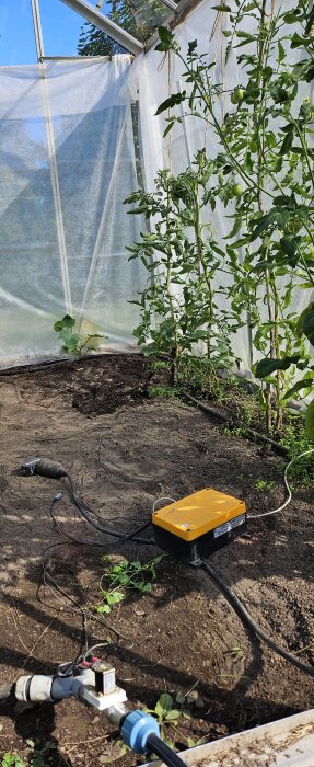 Växthus med tomatplantor och jord, vattenbevattningssystem med pump placerad på marken.