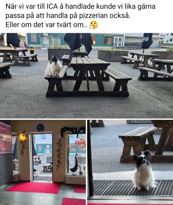 Hund sitter på picknickbord utanför pizzeria med uteservering, insida av pizzerian med röda mattor ses i kollage.